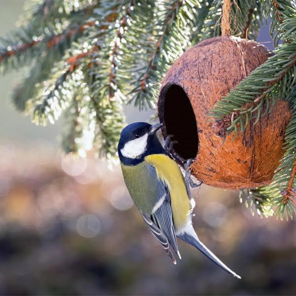 bird feeder coconut shell bird house