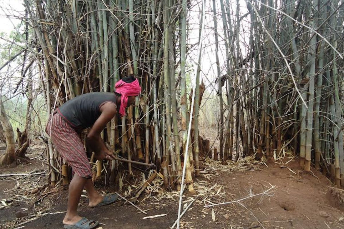 Bamboo’s Role in Economy and Ecology: How Keonjhar in Odisha is Pioneering the Way