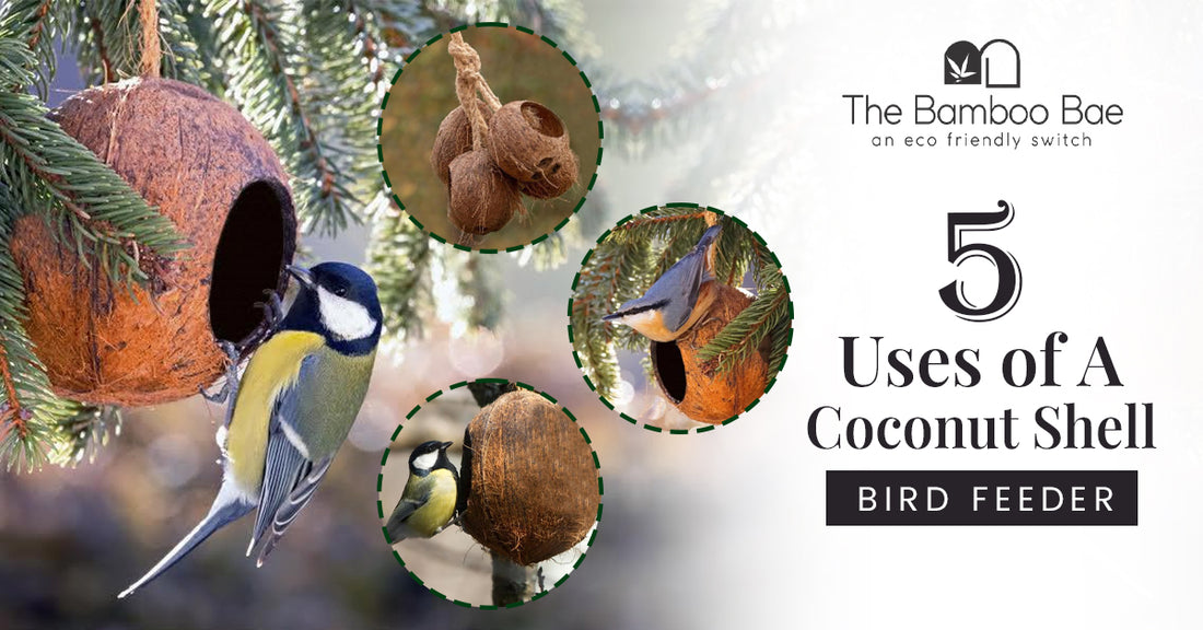 Bird Shell Vs 5 Uses of a Coconut Shell Bird Feeder | The Bamboo Bae