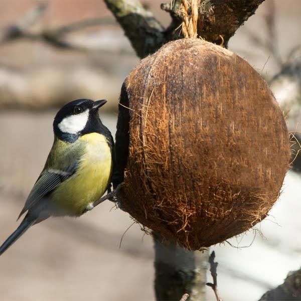 Bird Feeder | Coconut Shell Bird House with Hanging Rope | Bird Nest